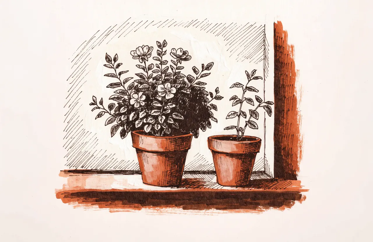 Two clay pots on a windowsill: one plant lush and flowering, the other a thin seedling